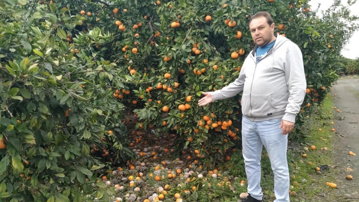 Marketlerde 25 TL’ye satılan mandalinayı bedavaya dağıtsa da toplayan bulamıyor