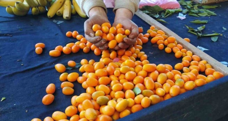 Mersin’den geliyor! Kamkat meyvesi Kütahyalıların gözdesi oldu