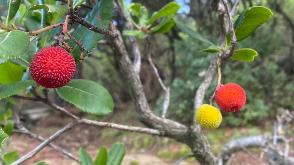 Milas’ta dağ çileği bereketi! Bölge halkı gelirden memnun