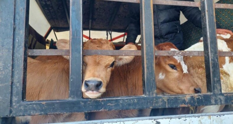 Muğla’da buzağı satmaya gelen 3 kişinin hayvanlarını zorla aldılar