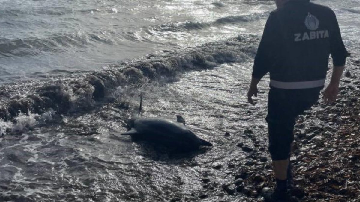Muğla’da karaya vuran yunus yaralanarak hayatını kaybetti