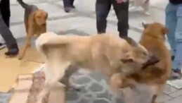 Rize’de başıboş köpek saldırısı! Bu kez cuma namazına gidenleri hedef aldılar