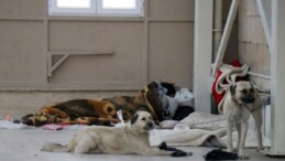 Sakarya’da cami cemaati isyanda: Köpekleriyle endişe saçıyor