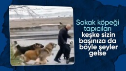 Samsun’da sokak köpekleri sahili mesken tuttu! Denizi izleyen vatandaşı kovaladılar