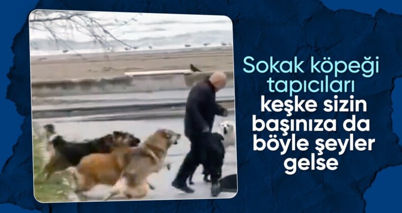 Samsun’da sokak köpekleri sahili mesken tuttu! Denizi izleyen vatandaşı kovaladılar