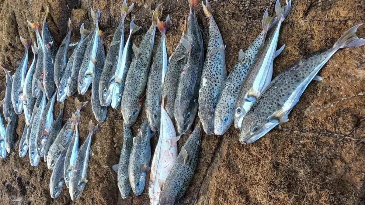 Sıcaklık artınca balon balığı rotayı Marmara’ya çevirdi