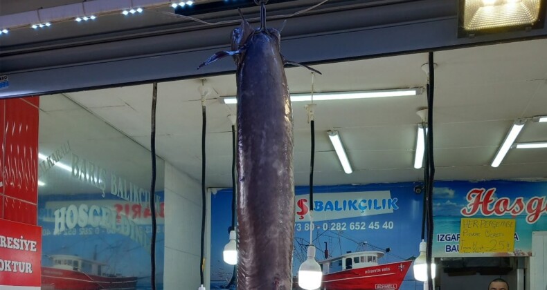 Tekirdağ’da ağa takılan dev balık ilgi çekiyor