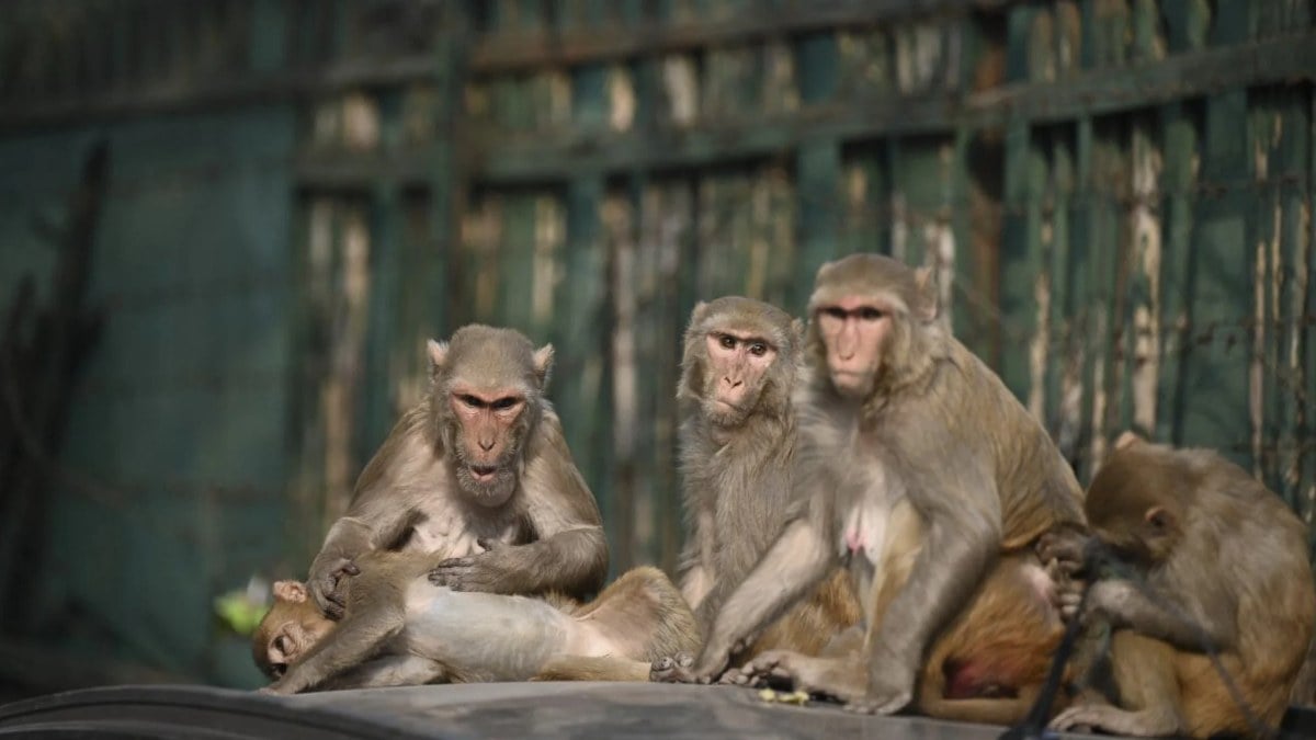 Teksaslılar 43 binden fazla ‘maymun komşu’ya savaş açtı