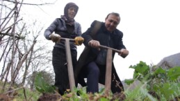 Trabzon’da bağımsız belediye başkan adayı oy için tarlada belleme yapıyor