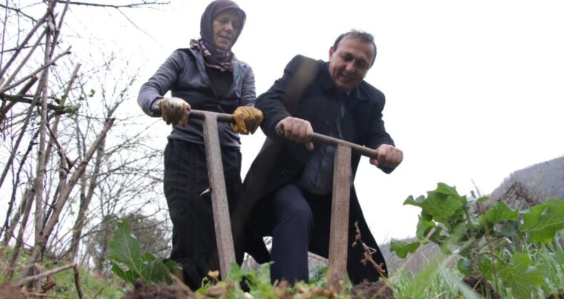 Trabzon’da bağımsız belediye başkan adayı oy için tarlada belleme yapıyor