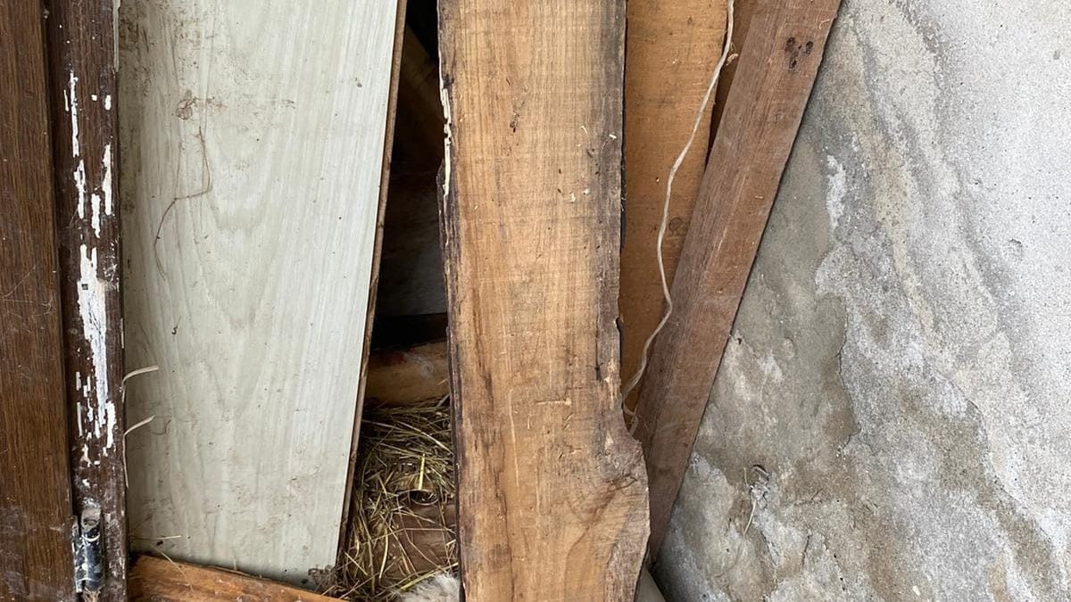 Trabzon’da kurtlar, kapısını kemirip girdikleri ahırlarda 30 küçükbaş hayvanı öldürdü