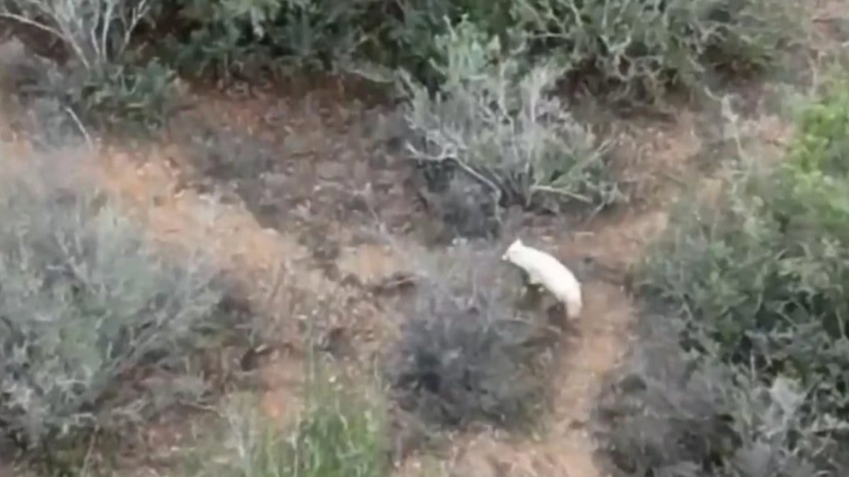 Türkiye’de bir ilk: Ormanda albino çakal görüldü