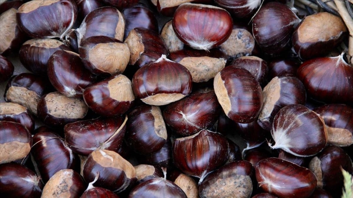 Yerli üreticiyi koruyacak adım! Kestane ithalatı gözetime tabi tutulacak