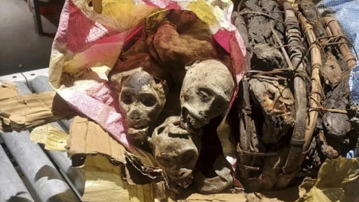 ABD’ye maymun mumyasıyla girmeye çalışan Afrikalı yolcu