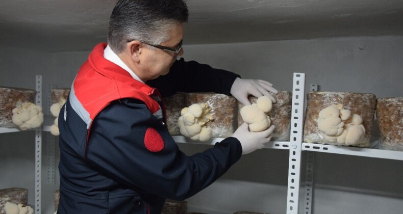 Balıkesir’de bir ilk! Üretimi kısıtlı aslan yelesi mantarını evinin bodrumunda üretiyor