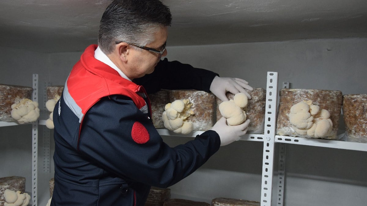 Balıkesir’de bir ilk! Üretimi kısıtlı aslan yelesi mantarını evinin bodrumunda üretiyor