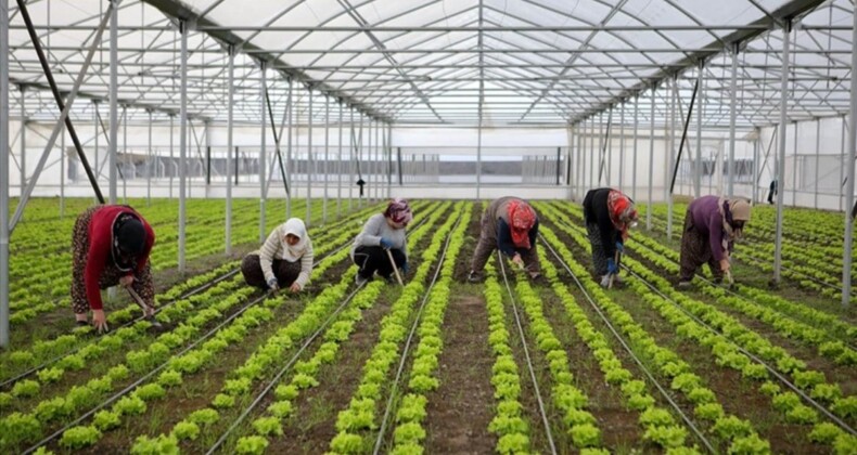 Batı Akdeniz’in sebze ihracatına seralar destek veriyor