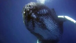 Bilim insanları araştırdı! Balinaların su altında nasıl şarkı söylediği ortaya çıktı