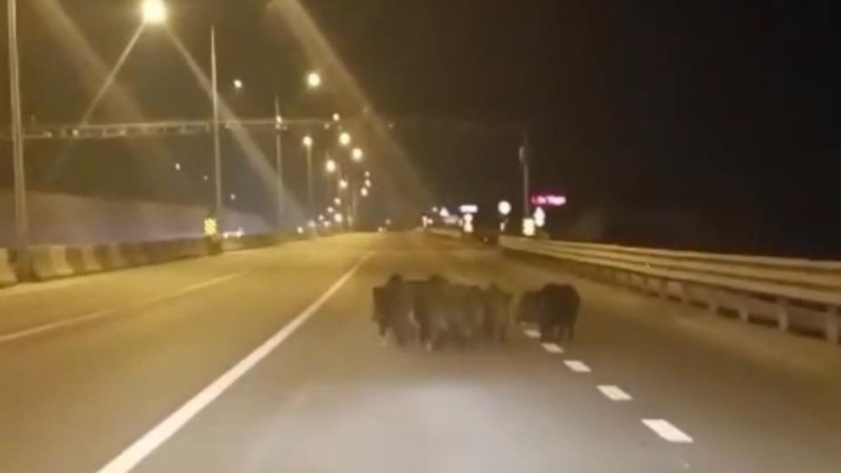 Bursa’da sürücülerin sabır sınavı: Domuzlar zor anlar yaşattı