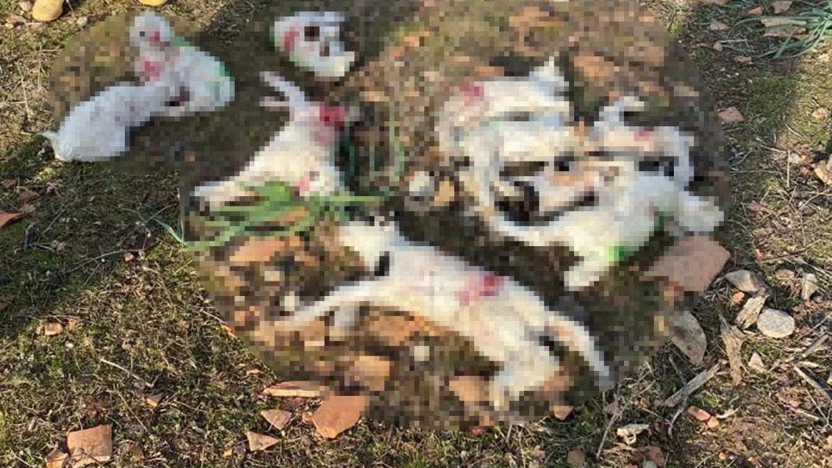 Çanakkale’de sokak köpekleri ağıldaki 11 küçükbaşı öldürdü