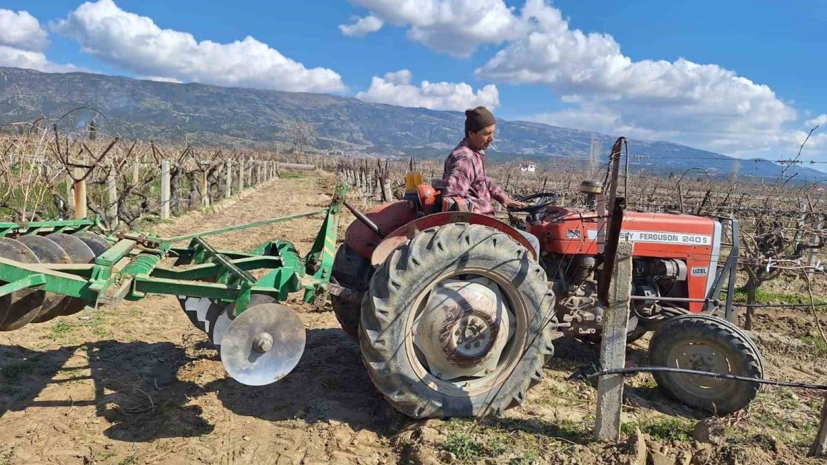 Çekirdeksiz Sultaniye üzümüne hazırlık! Manisa’nın bağlarında hummalı çalışma
