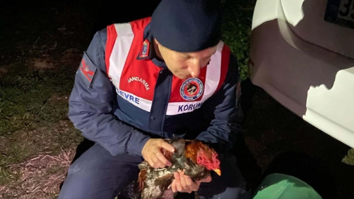 Denizli’de horoz dövüşü operasyonu: 95 kişiye 610 bin 375 TL ceza