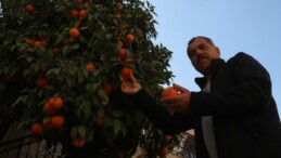 Depremin vurduğu Hatay’da narencileri toplayacak kimse kalmadı