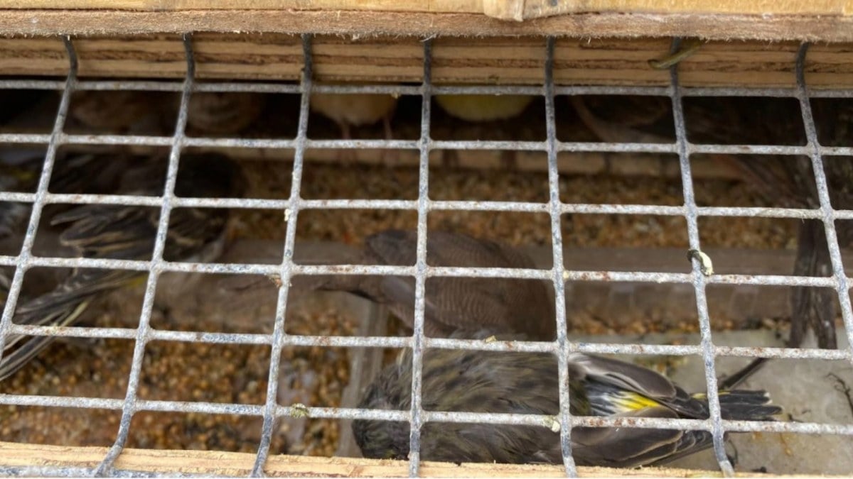 Edirne’de yolcu otobüsünde 589 kuş ele geçirildi