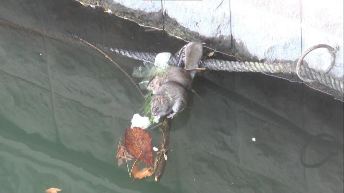 Eskişehir’de Porsuk Çayı’nı fareler istila etti