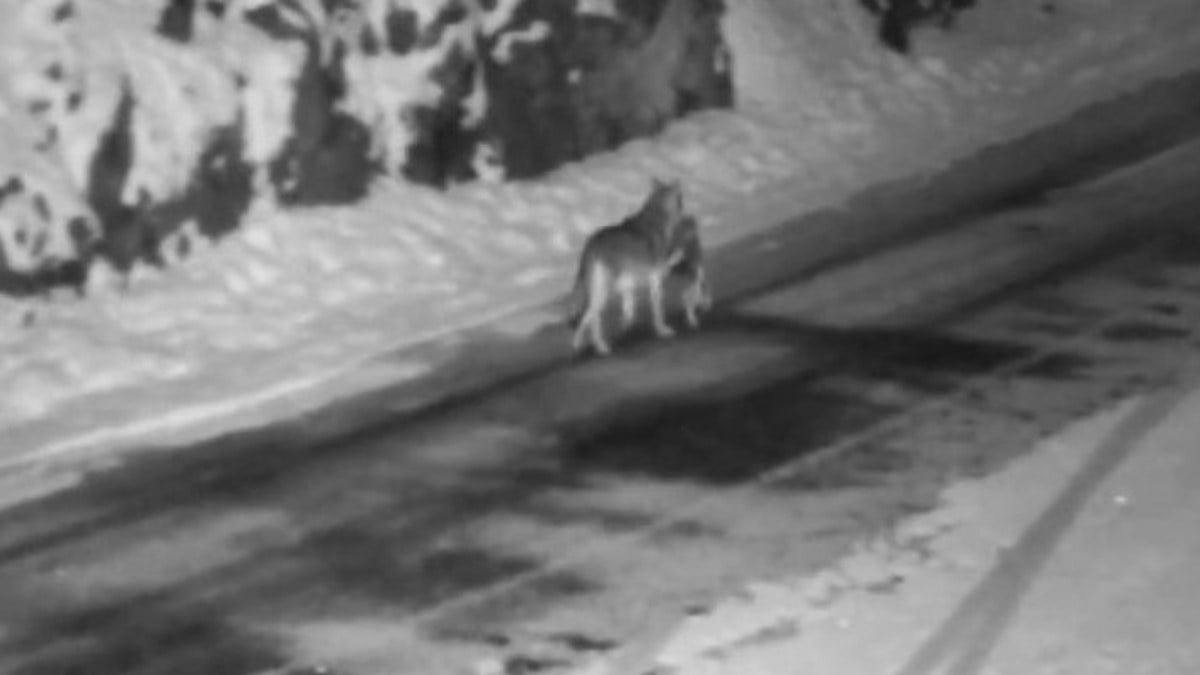 Gümüşhane’de sokak köpeklerini avlayan kurtlar