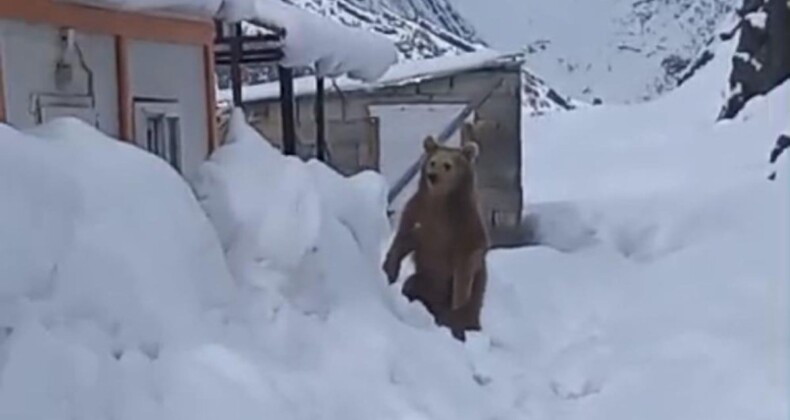 Hakkari’de kış uykusuna yatamayan ayı, şantiye şantiye geziyor