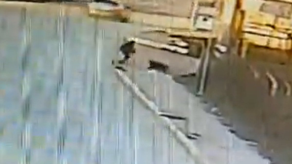 Kocaeli’de sabah okula giden çocuğa başıboş köpekler saldırdı: O anlar…