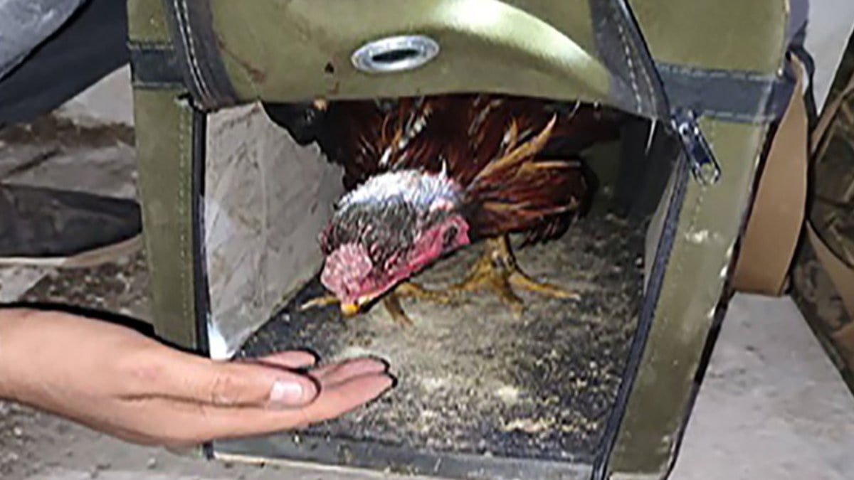 Konya’da ahırda horoz dövüşüne 349 bin lira ceza kesildi