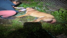 Muğla’da 4 köpek ile 3 kediyi zehirleyerek öldüren şüpheli yakalandı