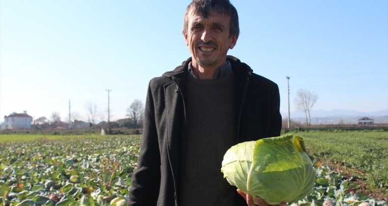 Samsun’un Bafra Ovası’ndan beyaz lahana hasadı başladı! 200 bin ton bekleniyor