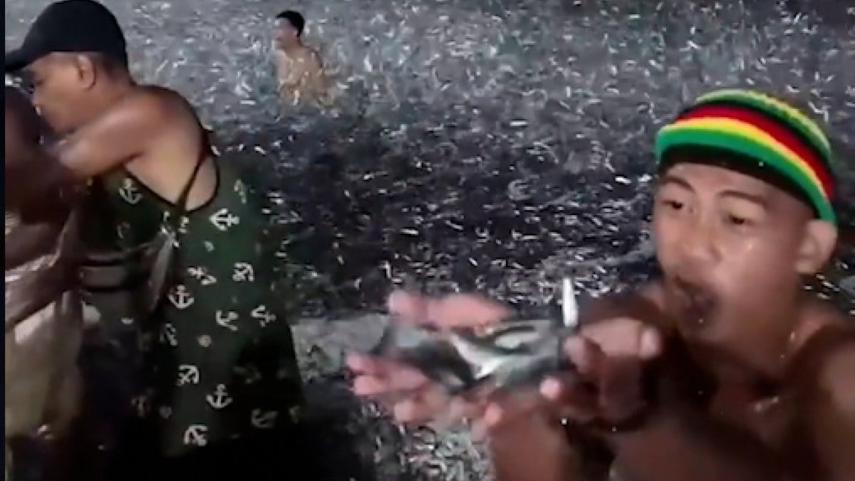 Sepetini alan sahile koştu! Filipinler’de binlerce balık kıyıya vurdu