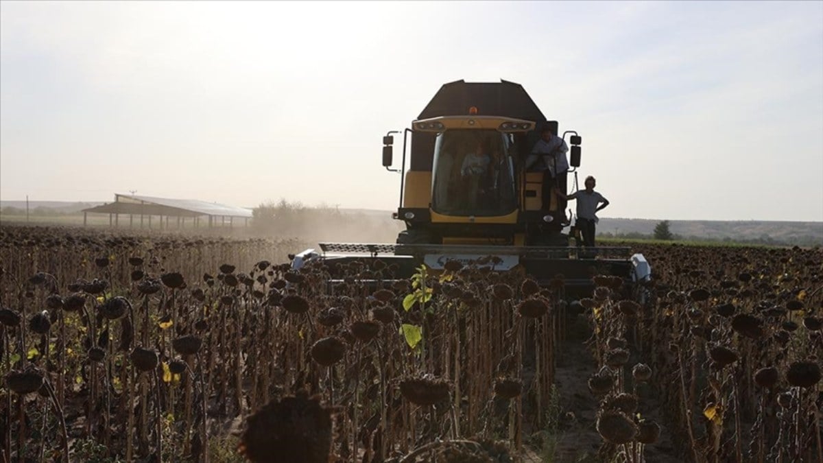 Türkiye’de en fazla çeltik ve ayçiçeği Edirne’de üretildi