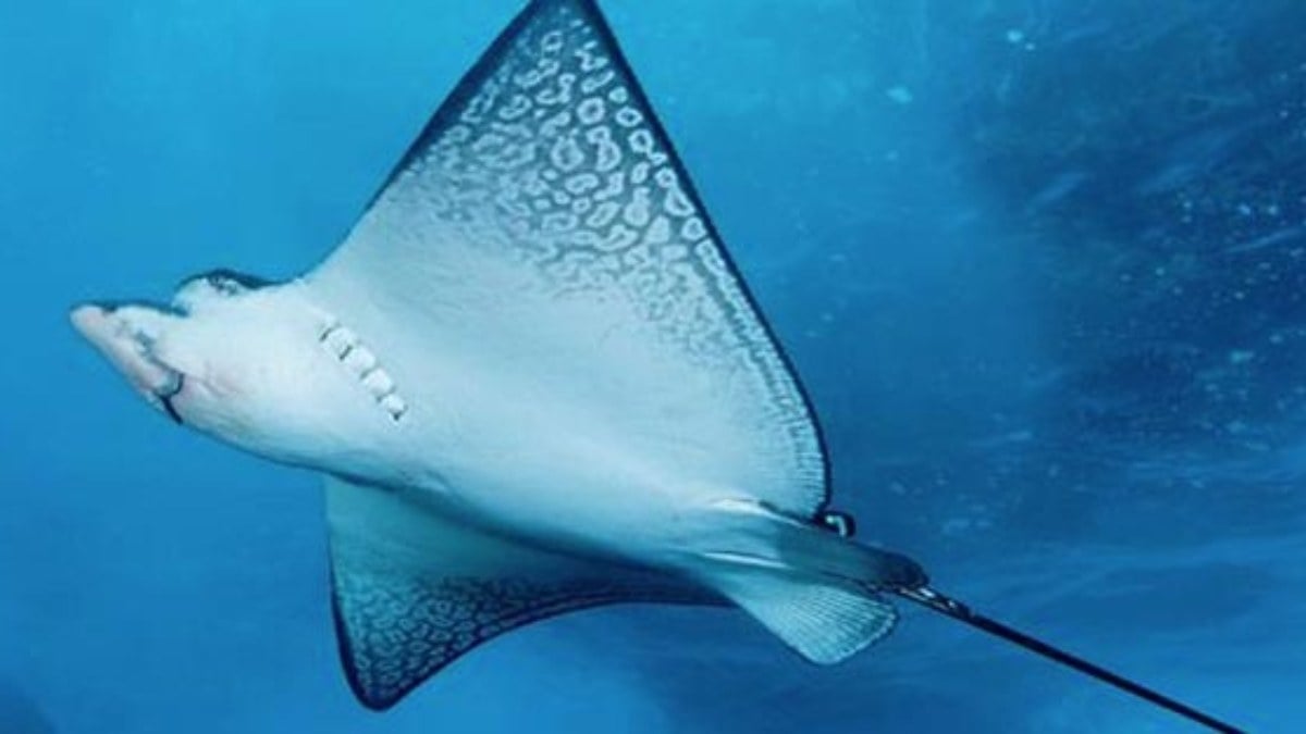 Vatozun ilginç doğum anı! Peş peşe 10 yavru doğurdu