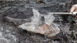 16 milyon yıl öncesine ait devasa Yunus kafatası keşfedildi