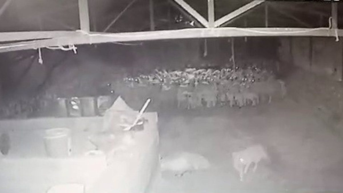 Adıyaman’da ahıra giren kurt, 2 koyunu telef etti