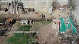 Ankara’da çocuklar başıboş köpekler yüzünden okula korkuyla gidiyor