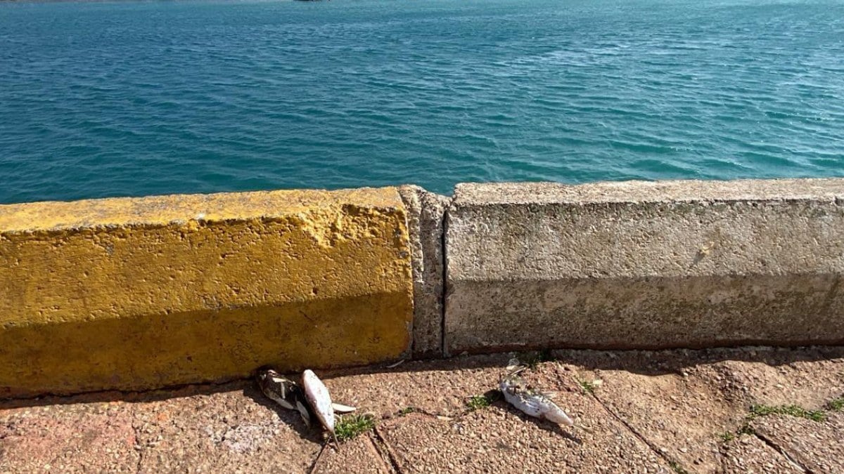 Balıkçıların çevrede bıraktığı balon balıkları kara canlıları için tehlike saçıyor