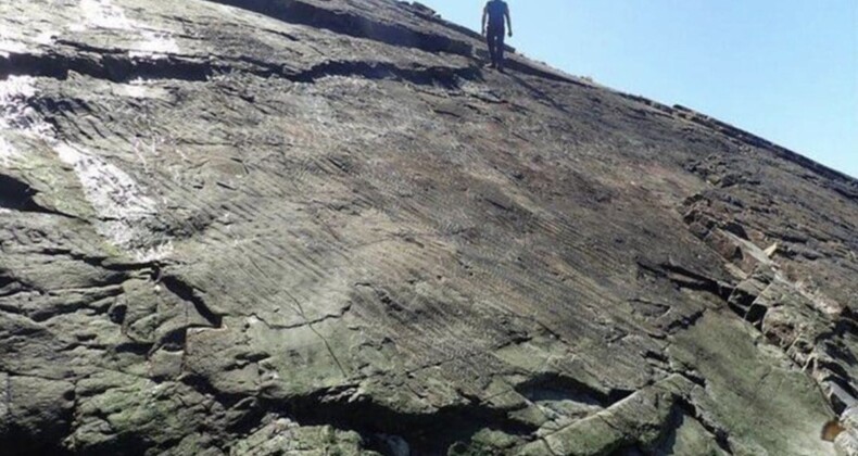 Bilim insanları dünyanın en eski ormanını bulduklarını açıkladı