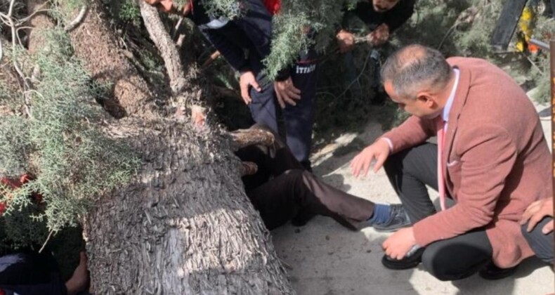 Burdur’da belediye başkan adayı ve oğlunun üzerine ağaç devrildi