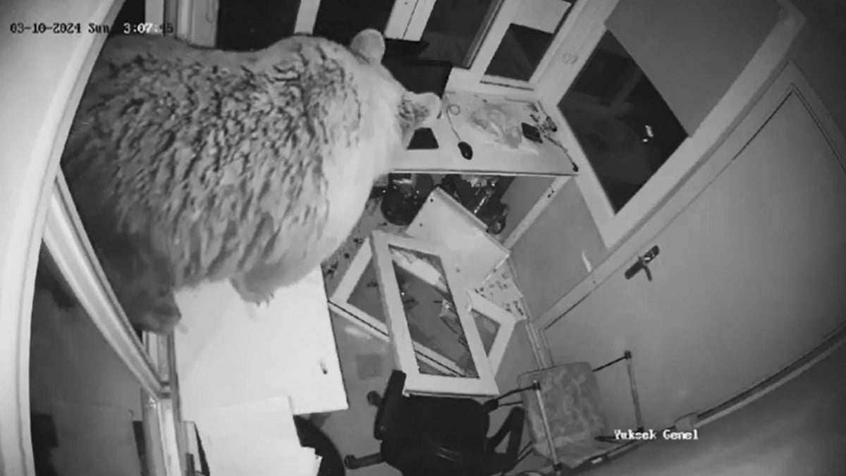 Bursa’da ayı güvenlik kulübesine girdi