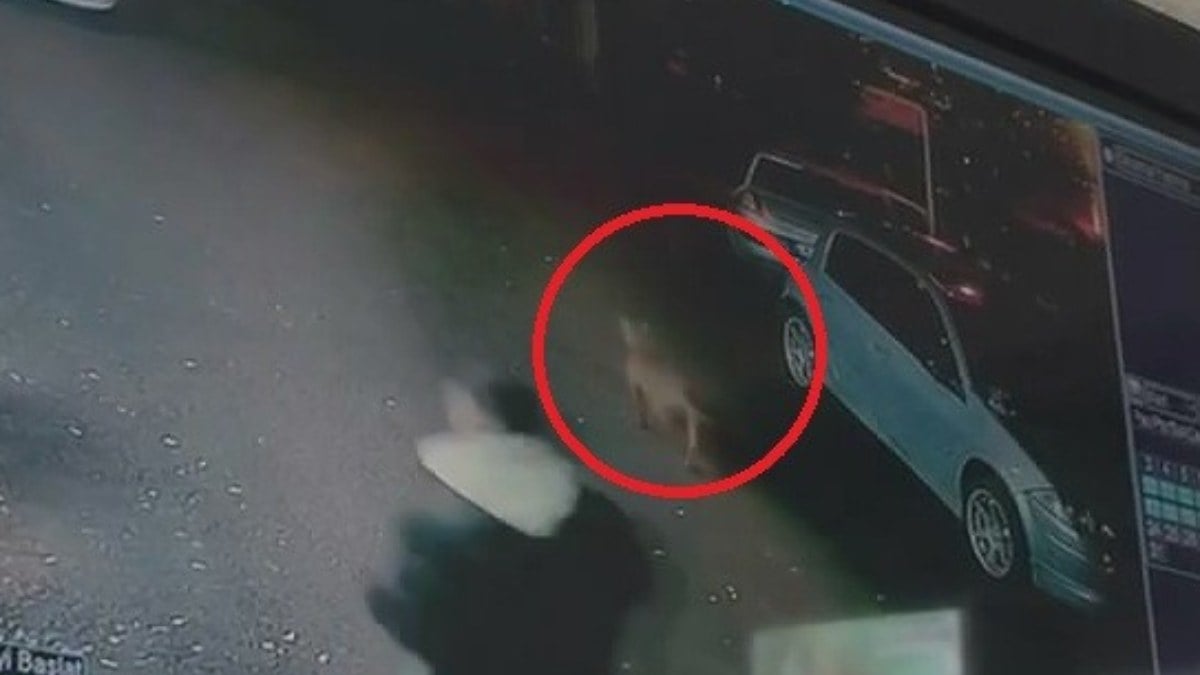 Bursa’da başıboş pitbull dehşeti: Bir çocuğun elini, diğerinin kasığını ısırdı