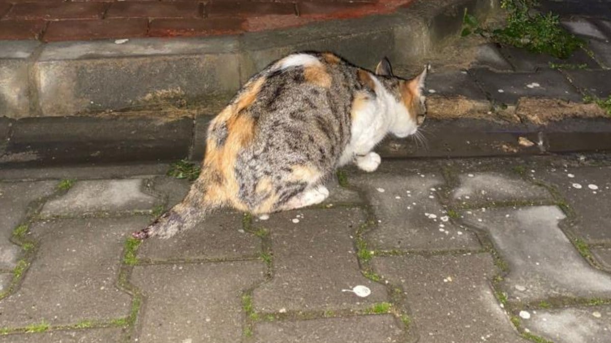 Bursa’da vahşet: Kuyruğunu kestikleri kedinin yavrularını öldürdüler