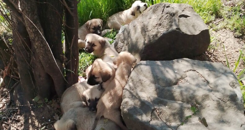 Edirne’de yavru köpekler poşetle barınak önüne bırakıldı: Ölümden döndüler