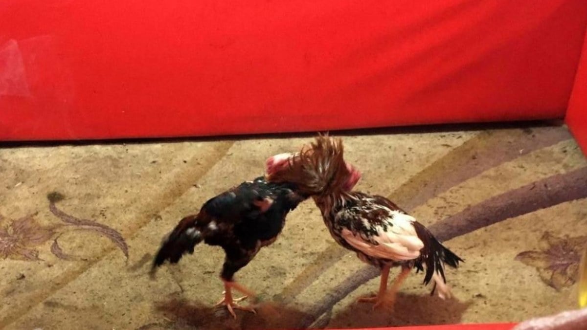 Erzincan’da villada horoz dövüştürenlere operasyon