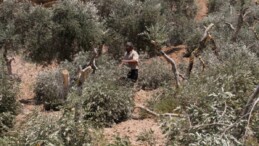 Filistinlilere ait 800 bin zeytin ağacı İsrail saldırılarında yok oldu